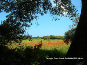 parco rauccio